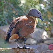 Picture/image of South African Shelduck