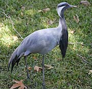 Picture/image of Demoiselle Crane