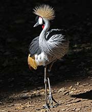 Picture/image of Grey Crowned Crane