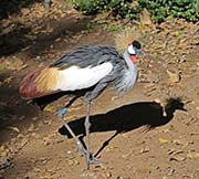 Picture/image of Grey Crowned Crane