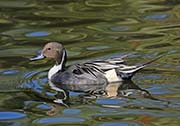 Picture/image of Northern Pintail