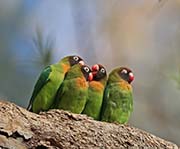 Picture/image of Black-cheeked Lovebird