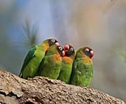 Picture/image of Black-cheeked Lovebird