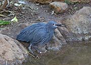 Picture/image of Black Heron