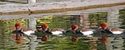 Picture/image of Red-crested Pochard