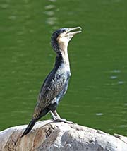Picture/image of White-breasted Cormorant