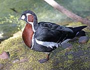Picture/image of Red-breasted Goose