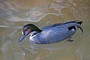 Picture/image of Falcated Duck