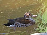 Picture/image of Ringed Teal