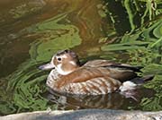 Picture/image of Ringed Teal