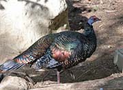 Ocellated Turkey