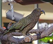 Picture/image of Kea