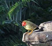 Picture/image of Star Finch