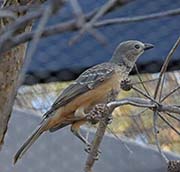 Picture/image of Fawn-breasted Bowerbird