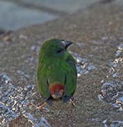Picture/image of Blue-faced Parrotfinch