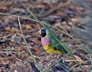 Picture/image of Gouldian Finch