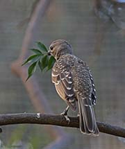 Picture/image of Fawn-breasted Bowerbird
