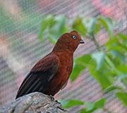 Picture/image of Andean Cock-of-the-rock