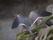 Picture/image of Inca Tern