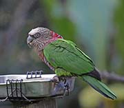 Picture/image of Red-fan Parrot