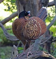 Picture/image of Helmeted Curassow