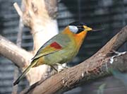 Picture/image of Silver-eared Mesia