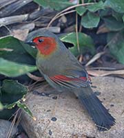 Picture/image of Red-faced Liocichla