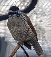 Picture/image of Superb Bird-of-paradise