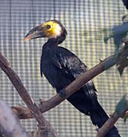 Picture/image of Sulawesi Hornbill