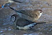 Picture/image of Double-barred Finch