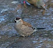 Picture/image of Plum-headed Finch