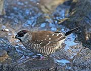 Picture/image of Plum-headed Finch