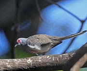 Picture/image of Diamond Dove