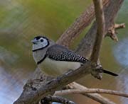 Picture/image of Double-barred Finch