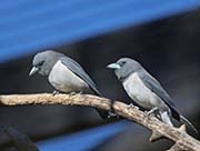 Picture/image of White-breasted Woodswallow