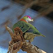 Picture/image of Superb Fruit-Dove