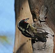 Picture/image of Black-spotted Barbet
