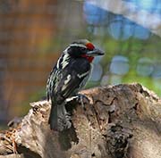 Picture/image of Black-spotted Barbet