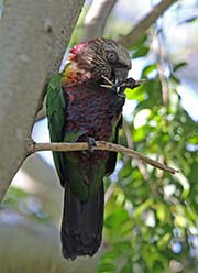 Picture/image of Red-fan Parrot