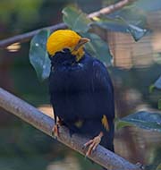 Picture/image of Golden-crested Myna