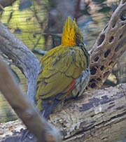 Picture/image of Greater Yellownape