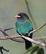 Picture/image of Dollarbird