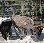 Picture/image of Andean Condor