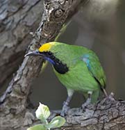 Picture/image of Golden-fronted Leafbird