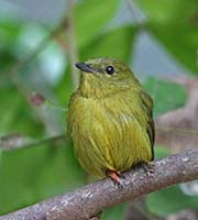 Picture/image of Violaceous Euphonia