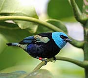 Blue-necked Tanager