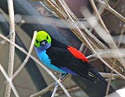 Picture/image of Paradise Tanager