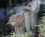 Picture/image of Sunbittern