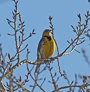 Picture/image of Western Meadowlark