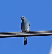 Picture/image of Mountain Bluebird